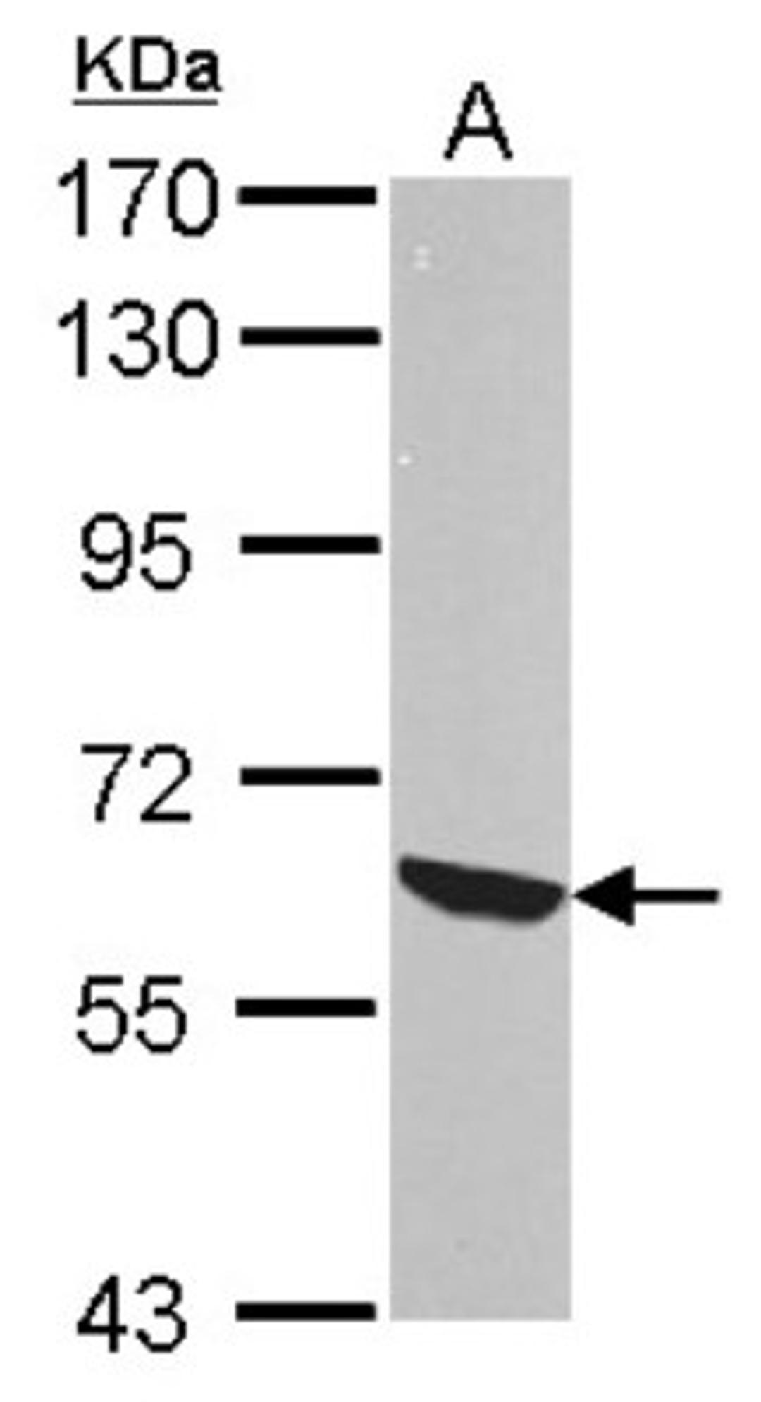 Western Blot: Rel B Antibody [NBP2-20123] - Sample (30 ug of whole cell lysate) A: NIH-3T3 7. 5% SDS PAGE gel, diluted at 1:10000.