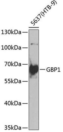 Western blot - GBP1 antibody (A6911)