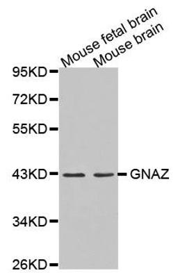 Western blot analysis of extracts of various cell lines using GNAZ antibody