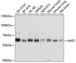 Western blot - NAE1 antibody (A4254)