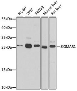 Western blot - SIGMAR1 antibody (A5479)