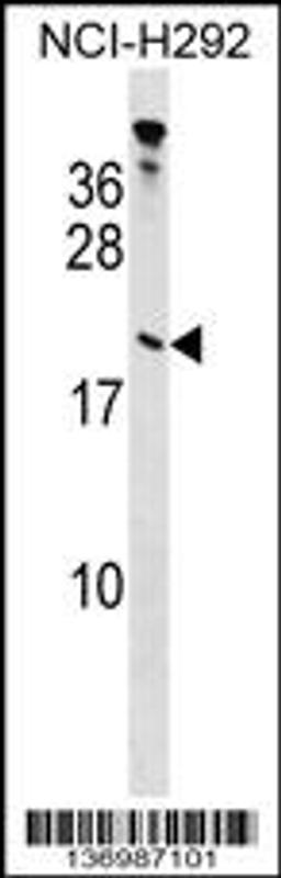 Western blot analysis in NCI-H292 cell line lysates (35ug/lane).