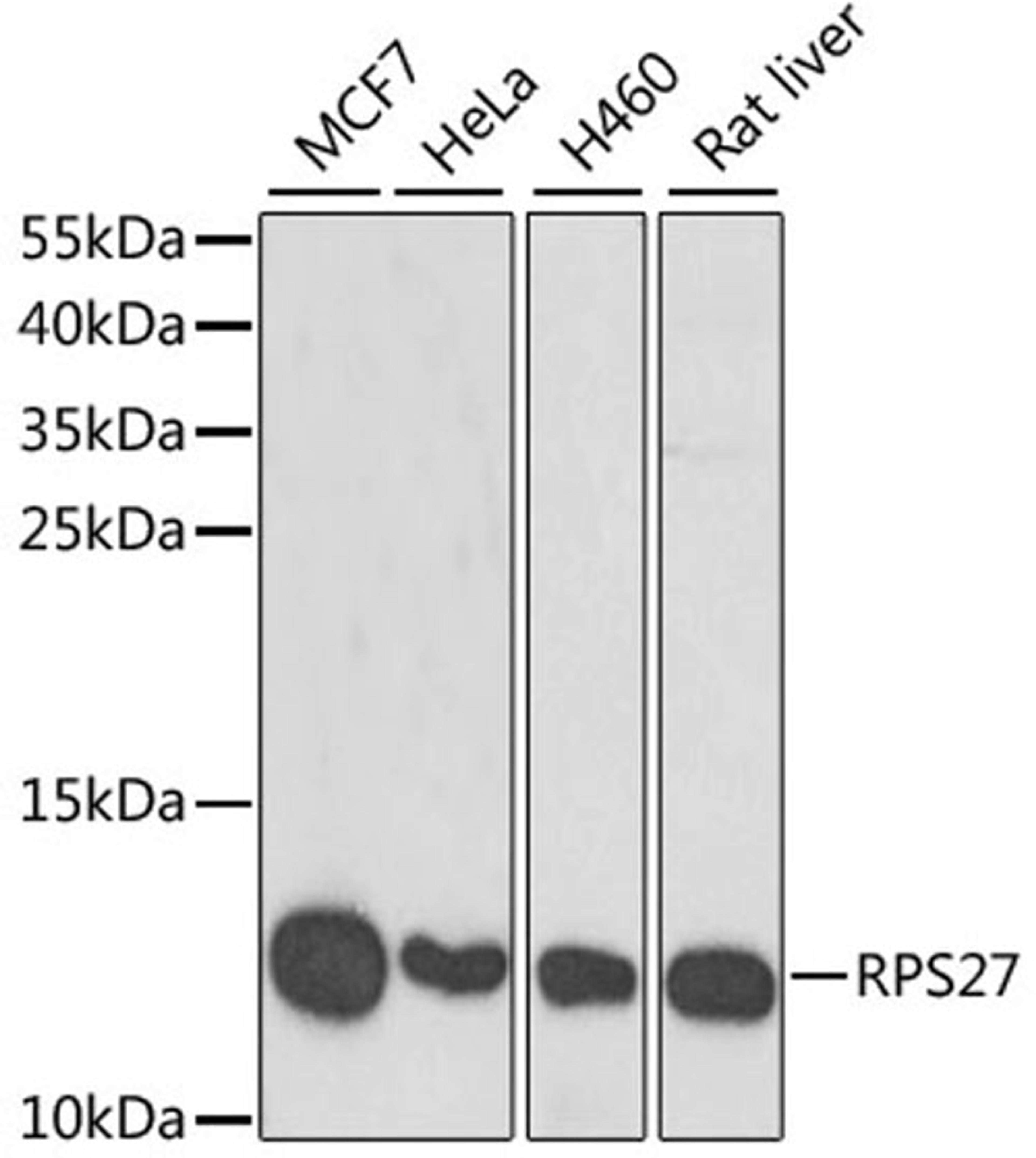 Western blot - RPS27 antibody (A6729)