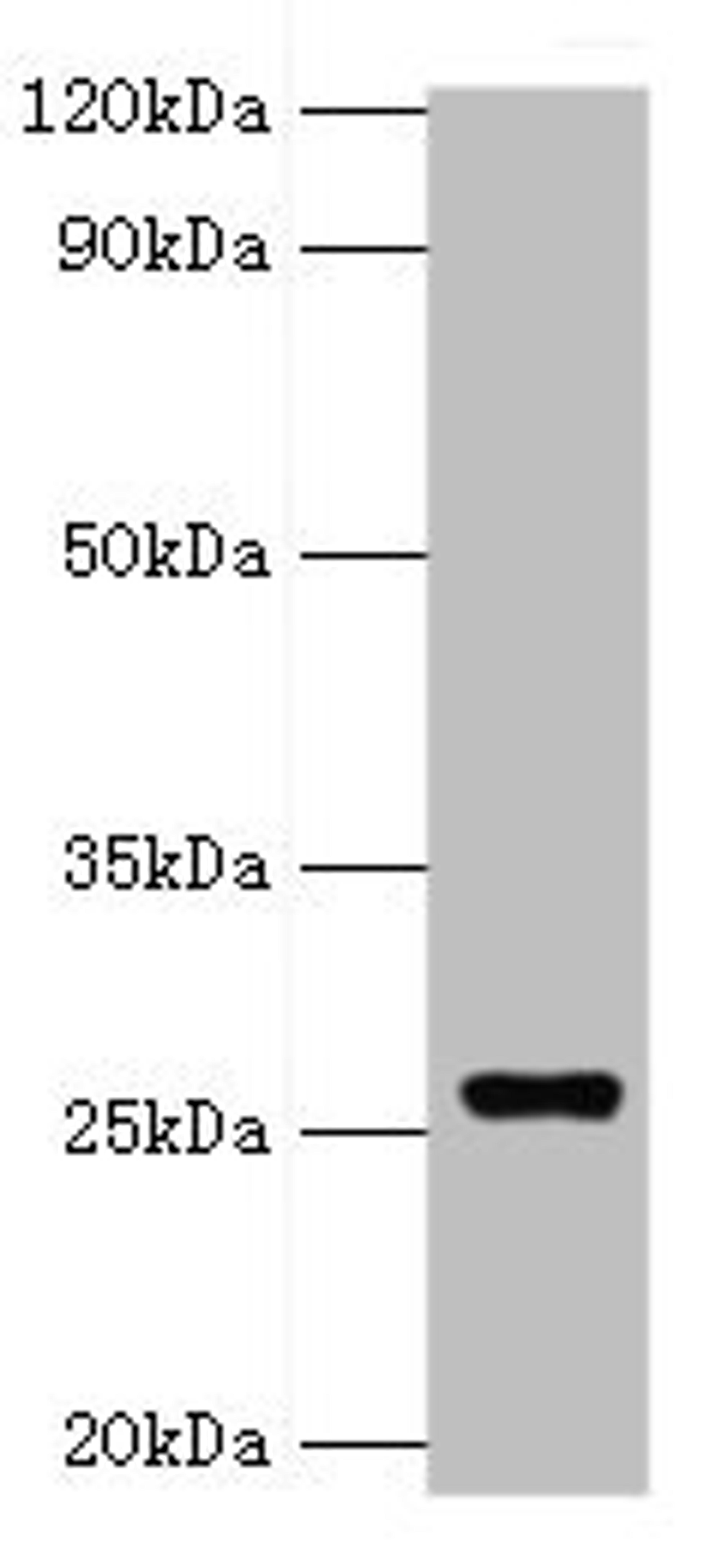 Western blot. All lanes: GSTA4 antibody at 8ug/ml + 293T whole cell lysate. Secondary. Goat polyclonal to rabbit IgG at 1/10000 dilution. Predicted band size: 26, 15 kDa. Observed band size: 26 kDa. 