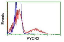 Flow Cytometry: PYCR2 Antibody (3D1) [NBP2-03187] - HEK293T cells transfected with either overexpression plasmid (Red) or empty vector control plasmid (Blue) were immunostained by anti-PYCR2 antibody, and then analyzed by flow cytometry.