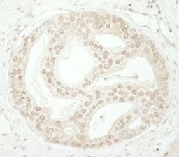 Detection of human ZBTB40 by immunohistochemistry.