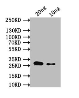 Western Blot. Positive WB detected in: recombinant protein. All lanes: sodA Antibody at 1:1000. Secondary. Goat polyclonal to rabbit IgG at 1/50000 dilution. Predicted band size: 28 kDa. Observed band size: 28 kDa. 