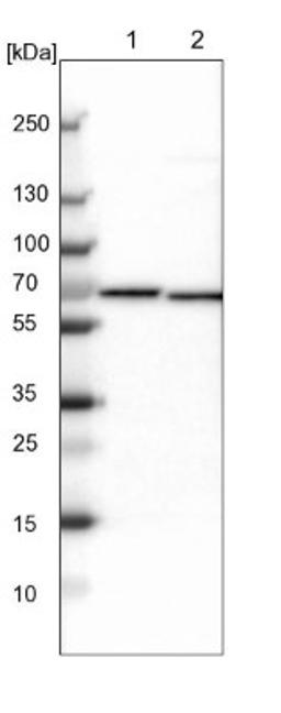 Western Blot: NOP58 Antibody [NBP1-81681] - Lane 1: NIH-3T3 cell lysate (Mouse embryonic fibroblast cells)<br/>Lane 2: NBT-II cell lysate (Rat Wistar bladder tumour cells)