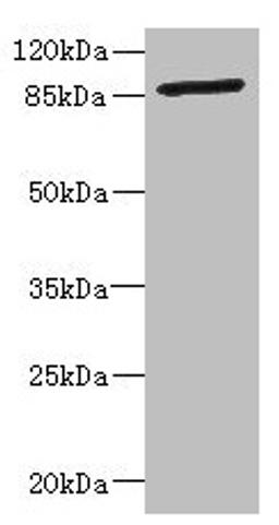 Western blot. All lanes: GFM2 antibody at 3.24µg/ml + Jurkat whole cell lysate. Secondary. Goat polyclonal to rabbit IgG at 1/10000 dilution. Predicted band size: 87, 82, 68, 58 kDa. Observed band size: 87 kDa