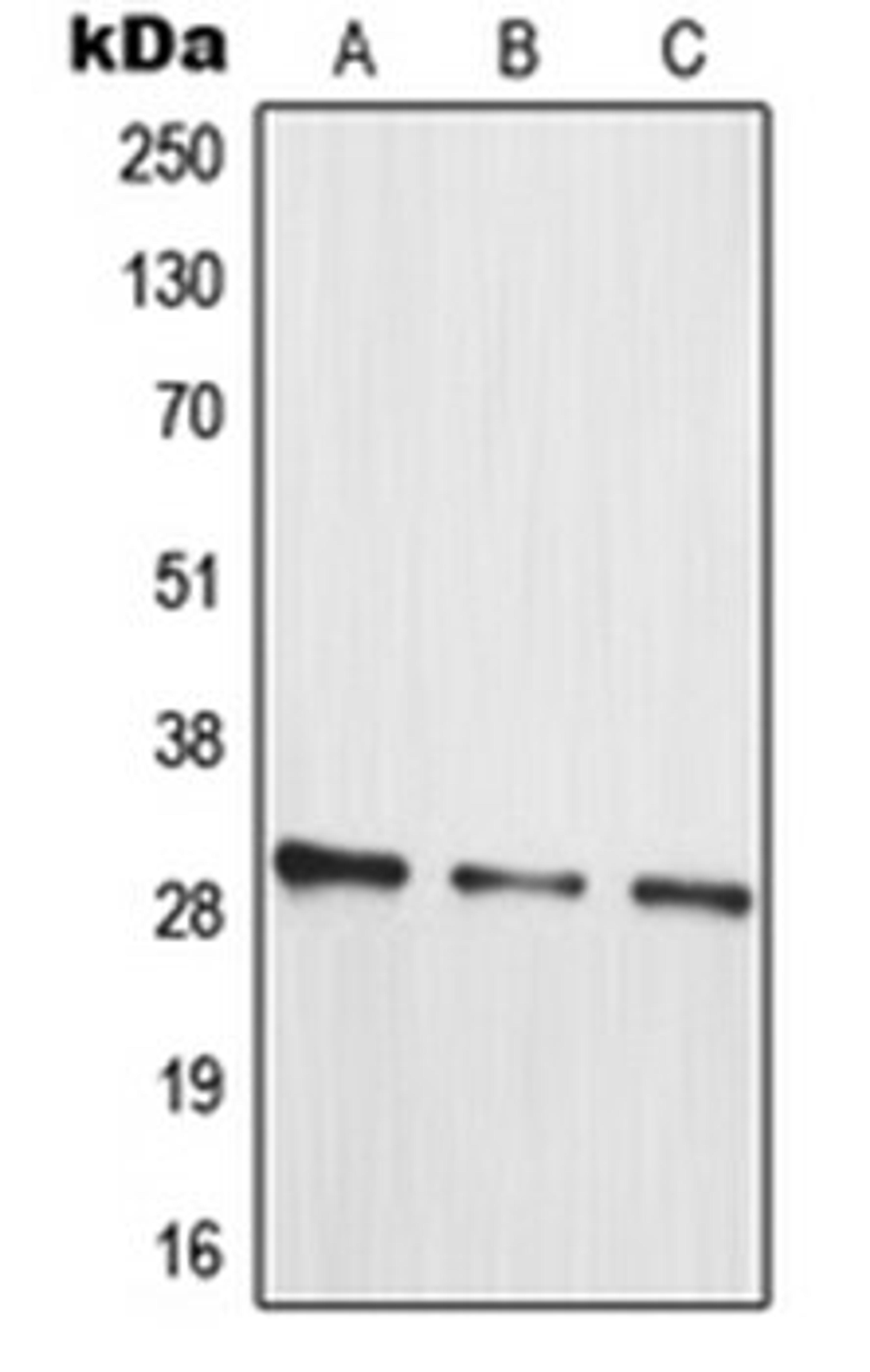 Western blot analysis of HT29 (Lane 1), Jurkat (Lane 2), HepG2 (Lane 3) whole cell lysates using MRPL10 antibody