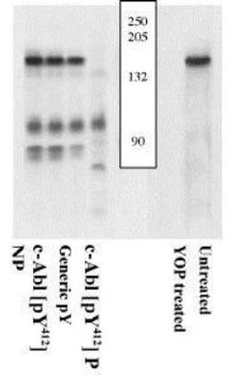 Western Blot: c Abl [p Tyr412] Antibody [NSB252] - Extracts of fibroblasts infected w/ oncogenic dSH3-Abl (1-4) or recombinant phosphorylated c-Abl (5, 6) were resolved by SDS-PAGE on a 10% Tris-glycine gel and transferred to PVDF. The membrane was either treated with YOP phosphatase (5) or untreated (1-4, 6), blocked with 5% BSA-TBST buffer ON at 4C, and then incubated with Ab for 2hrs at RT in a 3% BSA-TBST buffer, following prior incubation w/ no peptide (1, 5, 6), non-phosphopeptide corresponding to the immunogen (2), generic phosphotyrosine containing peptide (3), the phosphopeptide immunogen (4). Only the peptide corresponding to NSB252 blocks the Ab signal, demonstrating the specificity of the Ab. Phosphatase stripping eliminates the signal, verifying the Ab is phospho-specific.