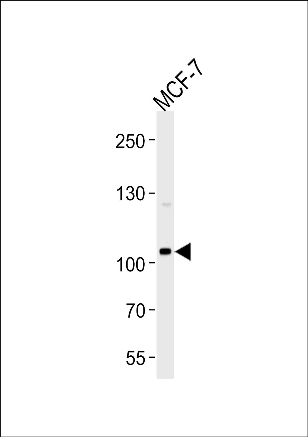 Western blot analysis of lysate from MCF-7 cell line, using SULF2 Antibody at 1:1000 at each lane.