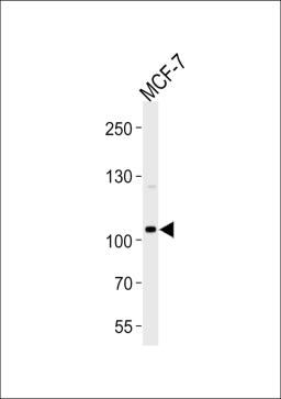 Western blot analysis of lysate from MCF-7 cell line, using SULF2 Antibody at 1:1000 at each lane.