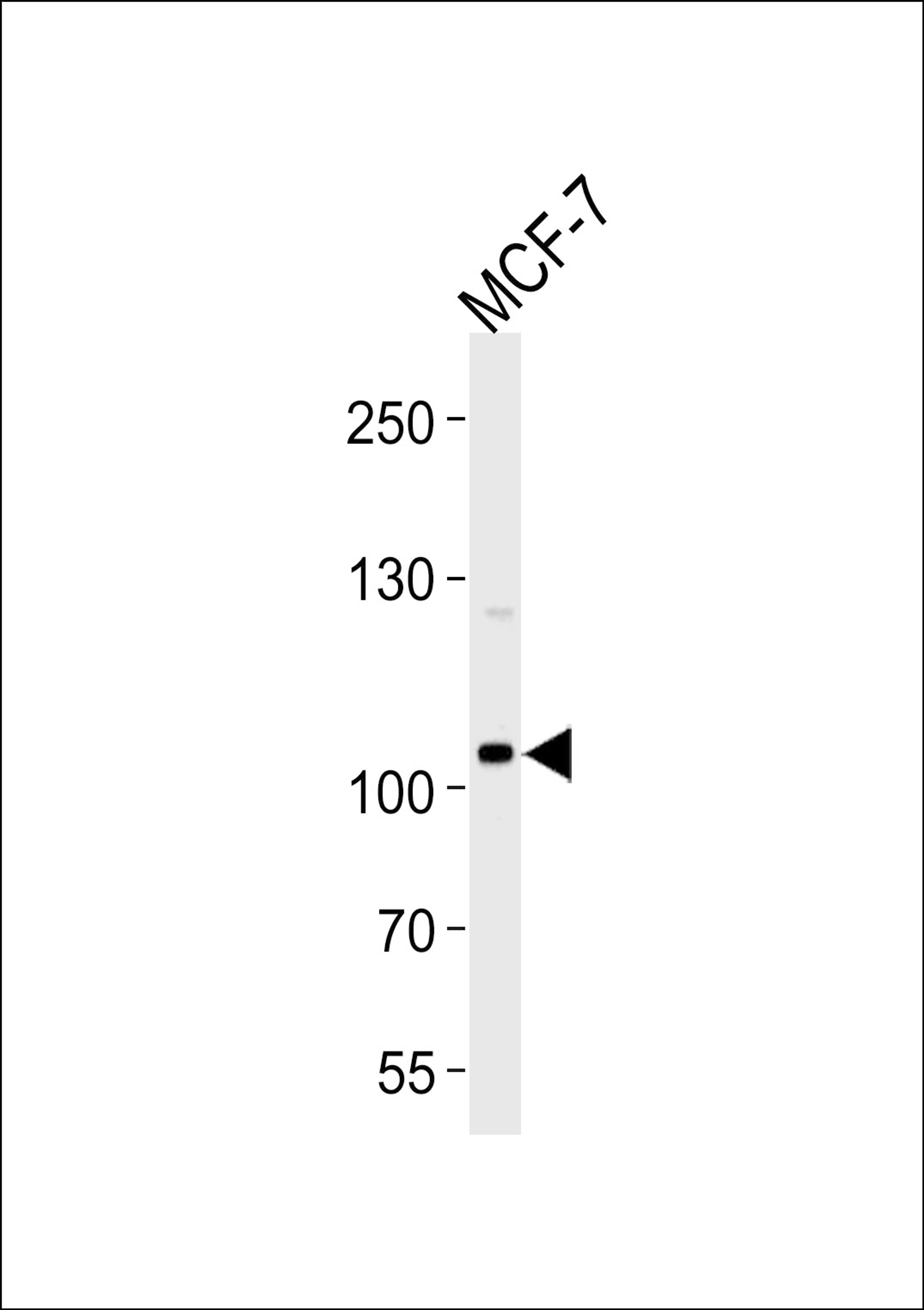 Western blot analysis of lysate from MCF-7 cell line, using SULF2 Antibody at 1:1000 at each lane.