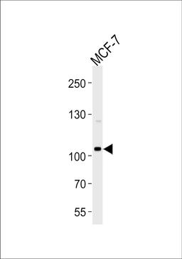 Western blot analysis of lysate from MCF-7 cell line, using SULF2 Antibody at 1:1000 at each lane.