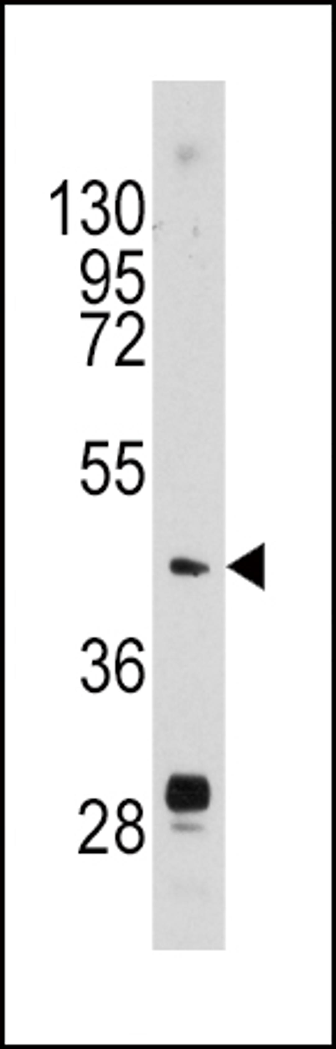 Western blot analysis of anti-PLAU Antibody in mouse brain tissue lysates (35ug/lane)