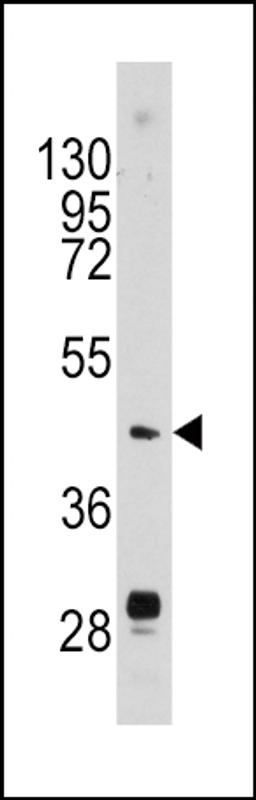 Western blot analysis of anti-PLAU Antibody in mouse brain tissue lysates (35ug/lane)