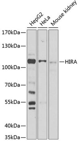 Western blot - HIRA Antibody (A12527)