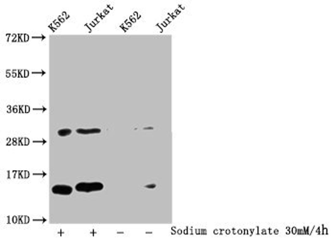 Western Blot. Detected samples: K562 whole cell lysate, Jurkat whole cell lysate; Untreated (-) or treated (+) with 30mM Sodium crotonylate for 4h. All lanes: HIST1H2BC antibody at 1:100. Secondary. Goat polyclonal to rabbit IgG at 1/50000 dilution. Predicted band size: 14 kDa. Observed band size: 14 kDa