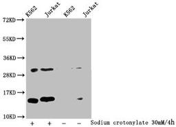 Western Blot. Detected samples: K562 whole cell lysate, Jurkat whole cell lysate; Untreated (-) or treated (+) with 30mM Sodium crotonylate for 4h. All lanes: HIST1H2BC antibody at 1:100. Secondary. Goat polyclonal to rabbit IgG at 1/50000 dilution. Predicted band size: 14 kDa. Observed band size: 14 kDa