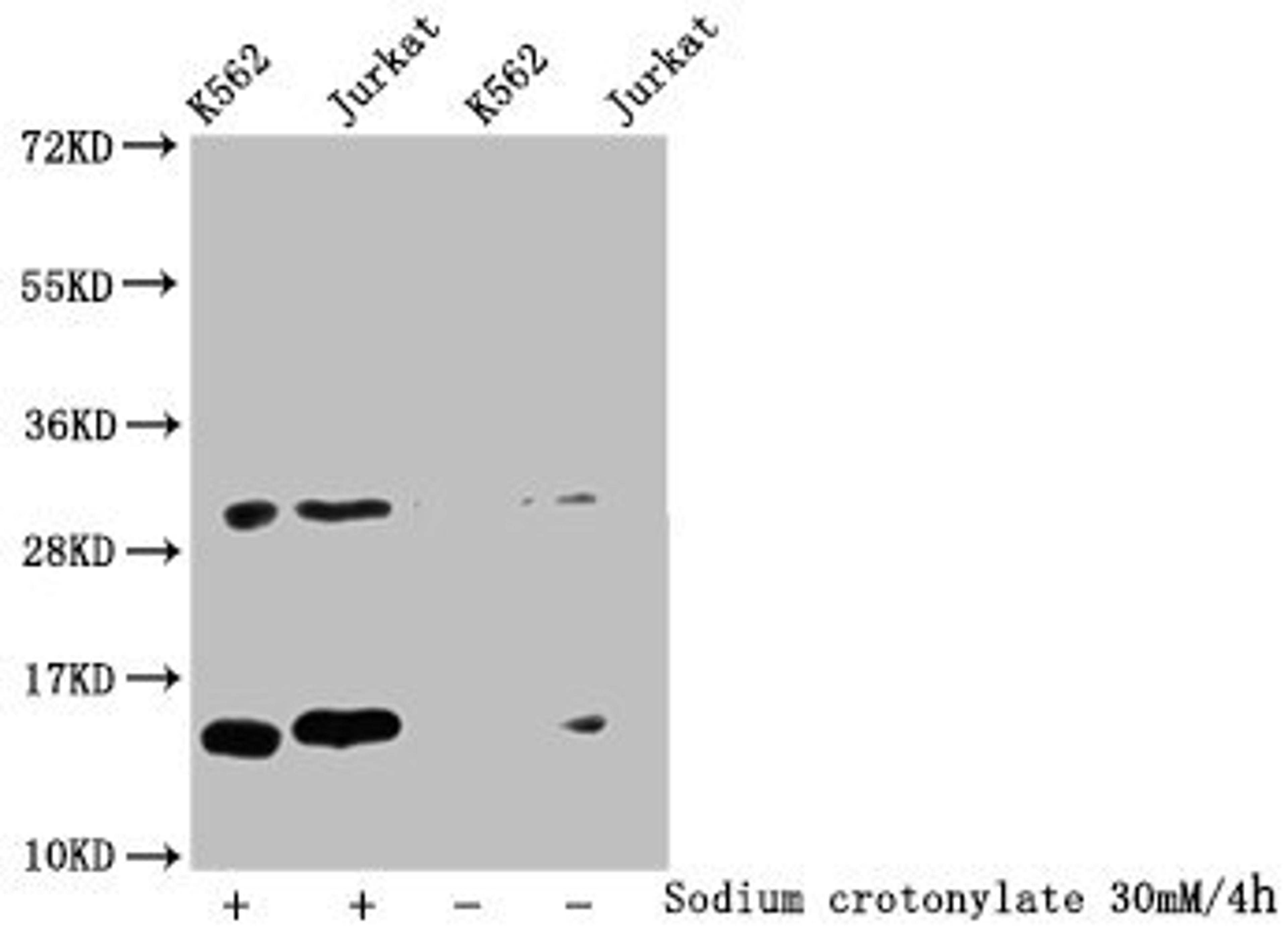 Western Blot. Detected samples: K562 whole cell lysate, Jurkat whole cell lysate; Untreated (-) or treated (+) with 30mM Sodium crotonylate for 4h. All lanes: HIST1H2BC antibody at 1:100. Secondary. Goat polyclonal to rabbit IgG at 1/50000 dilution. Predicted band size: 14 kDa. Observed band size: 14 kDa