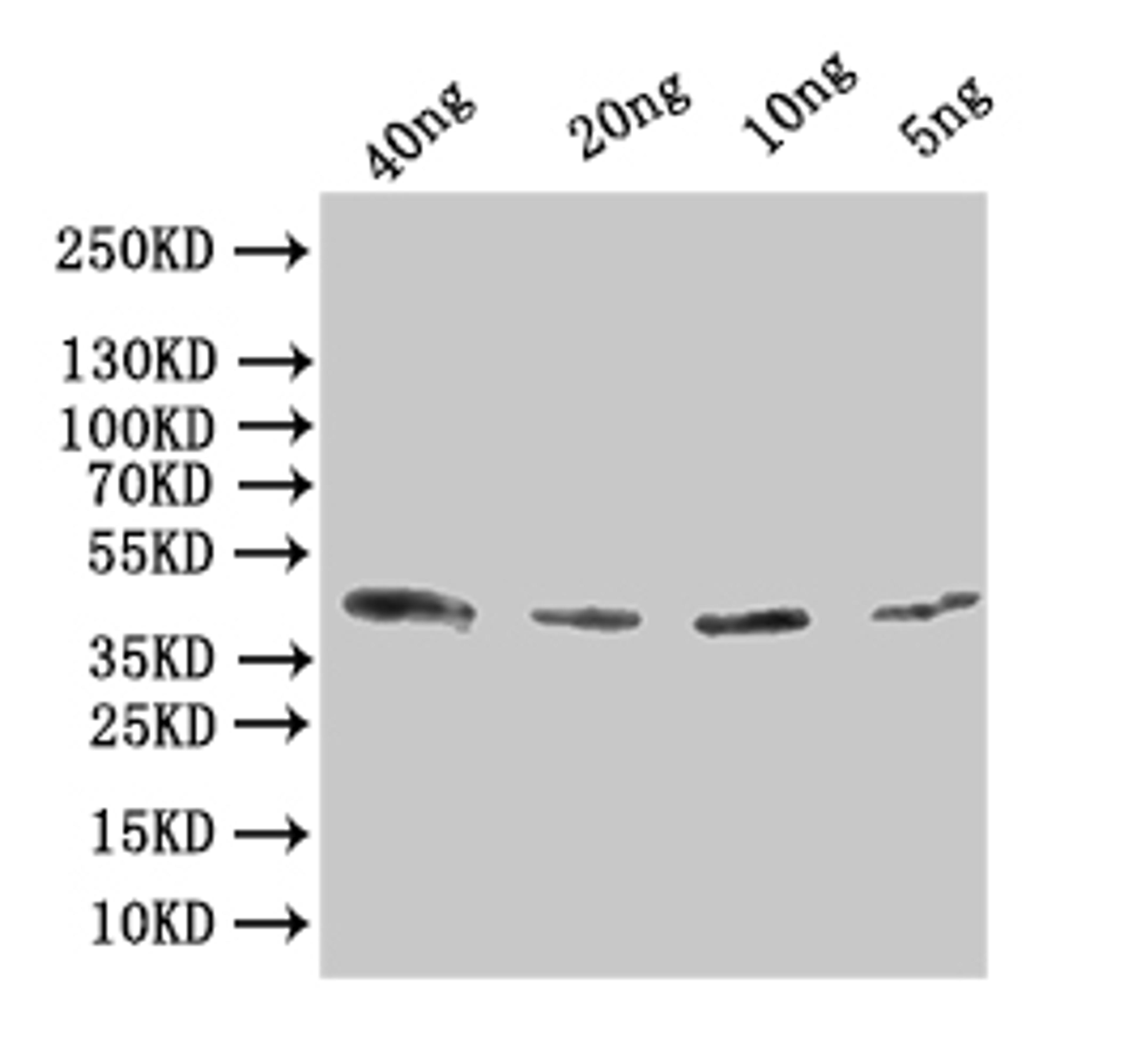 Western Blot. Positive WB detected in: recombinant protein. All lanes:Alpha-bungarotoxin Antibody at 1:1000. Secondary. Goat polyclonal to rabbit IgG at 1/50000 dilution. Predicted band size: 43 kDa. Observed band size: 43 kDa. 
