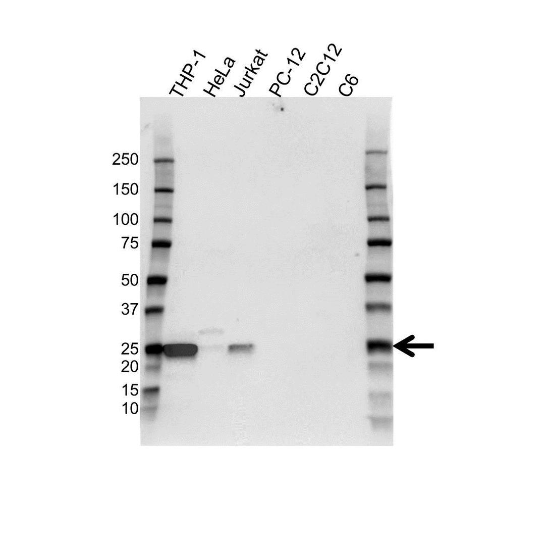 Western blot analysis of whole cell lysates probed with Bcl-2 antibody