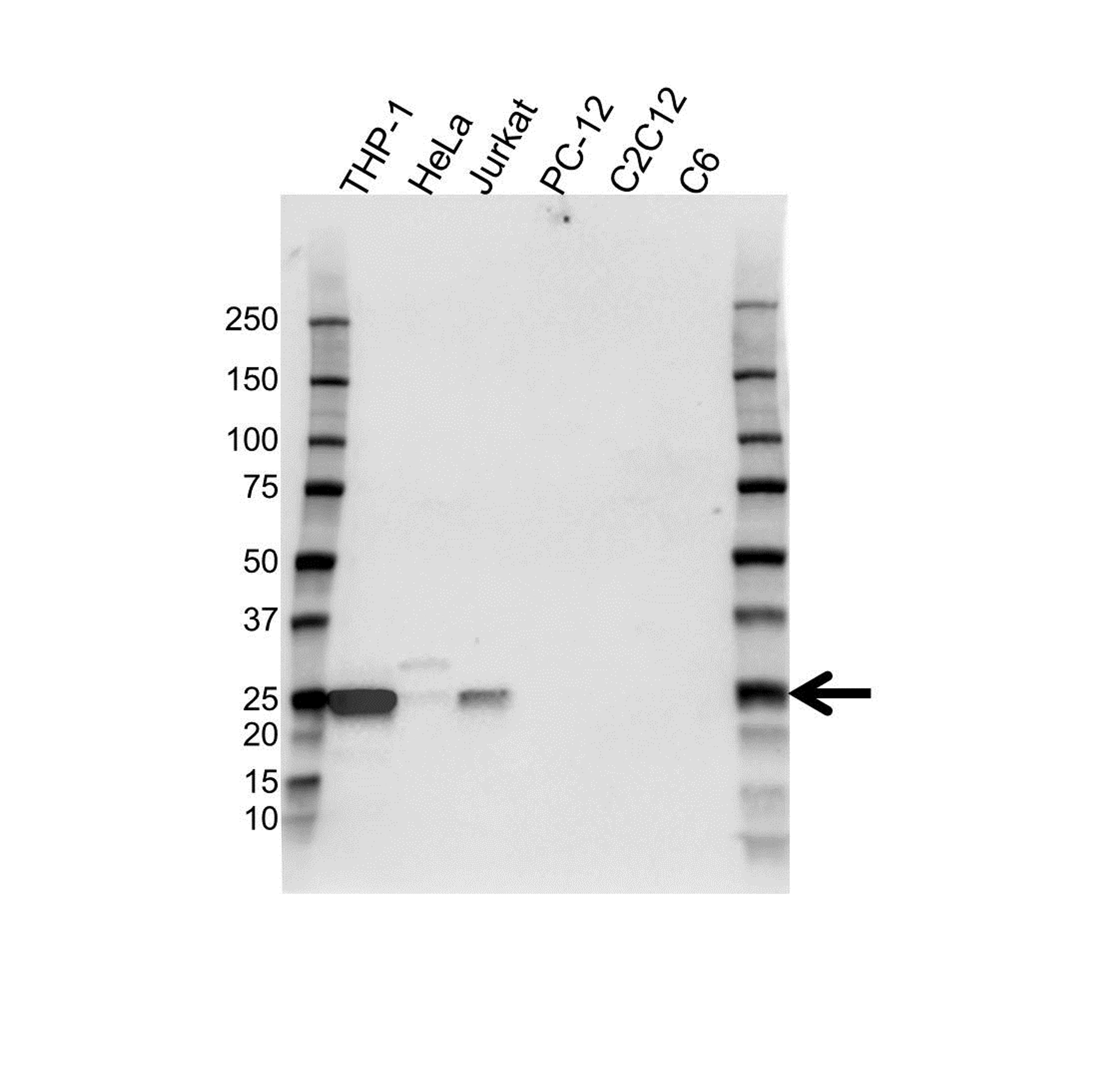 Western blot analysis of whole cell lysates probed with Bcl-2 antibody