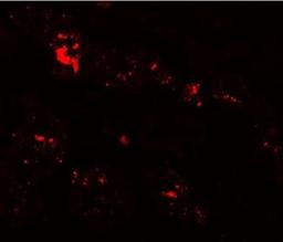 Immunocytochemistry/Immunofluorescence: SLC39A1 Antibody [NBP1-76498] - ZIP1 in human kidney tissue.