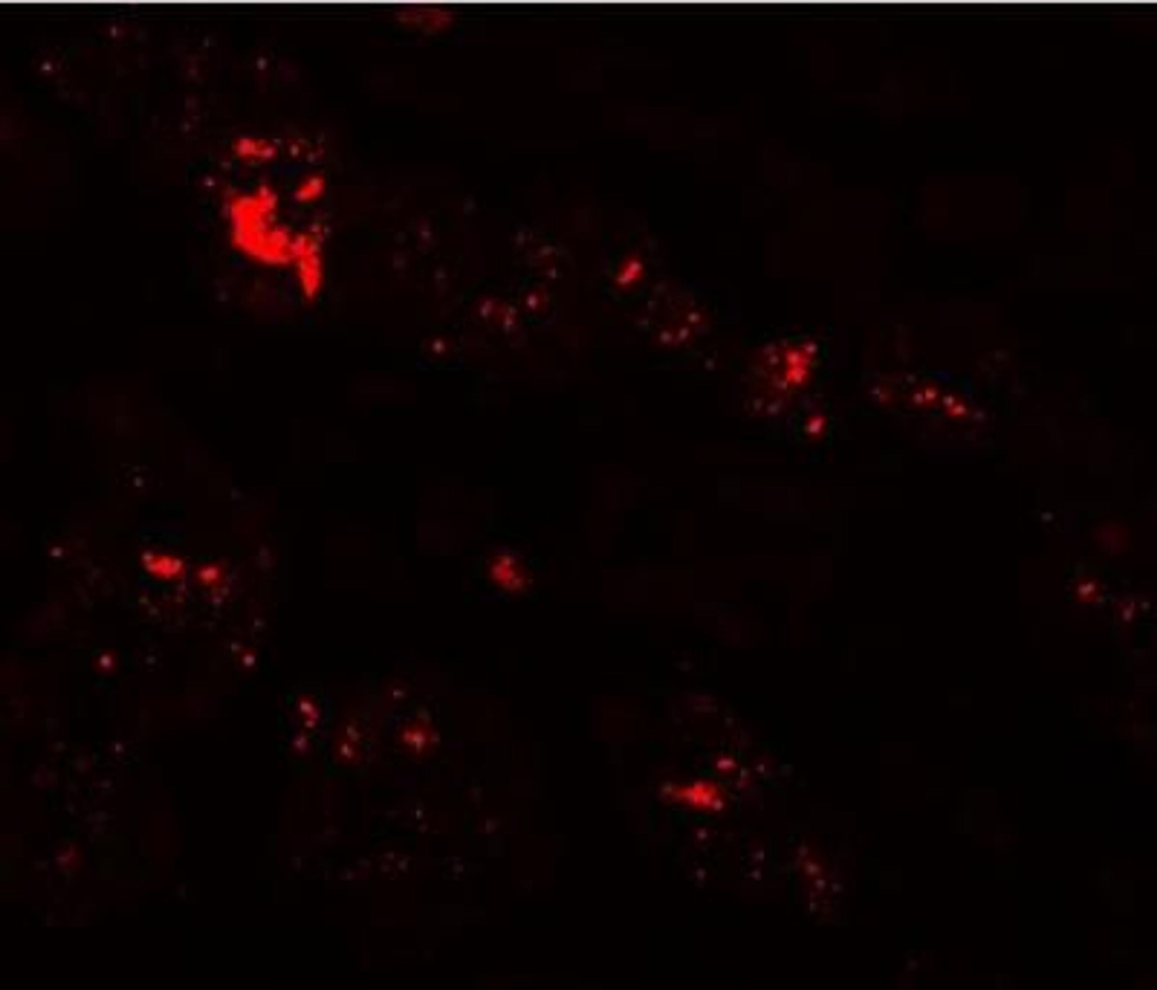 Immunocytochemistry/Immunofluorescence: SLC39A1 Antibody [NBP1-76498] - ZIP1 in human kidney tissue.