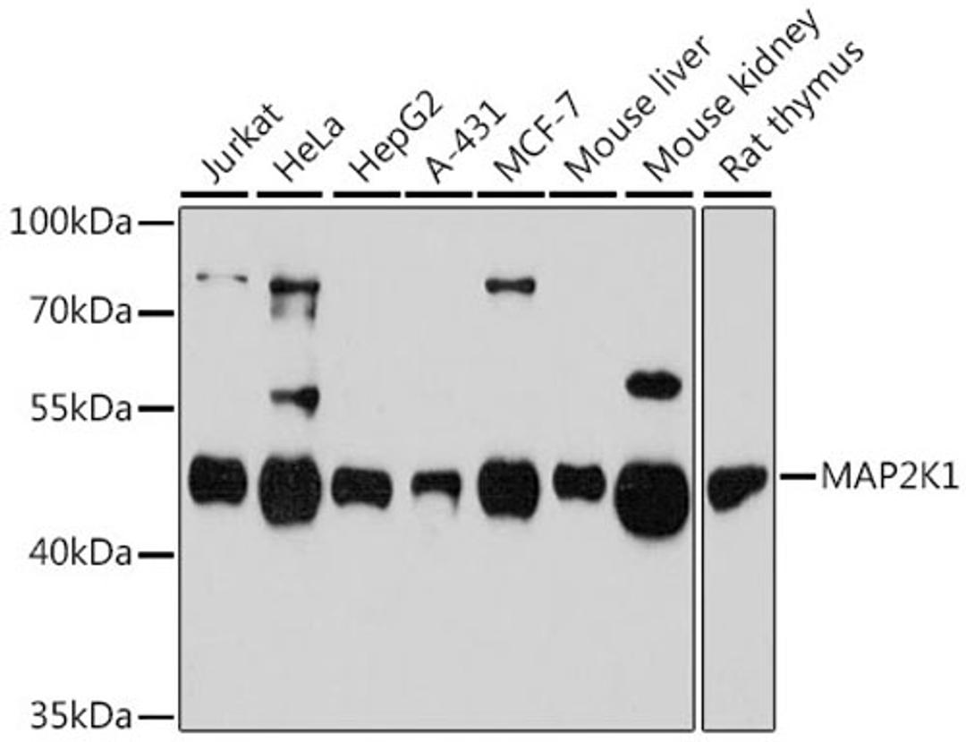 Western blot - MAP2K1 antibody (A12687)