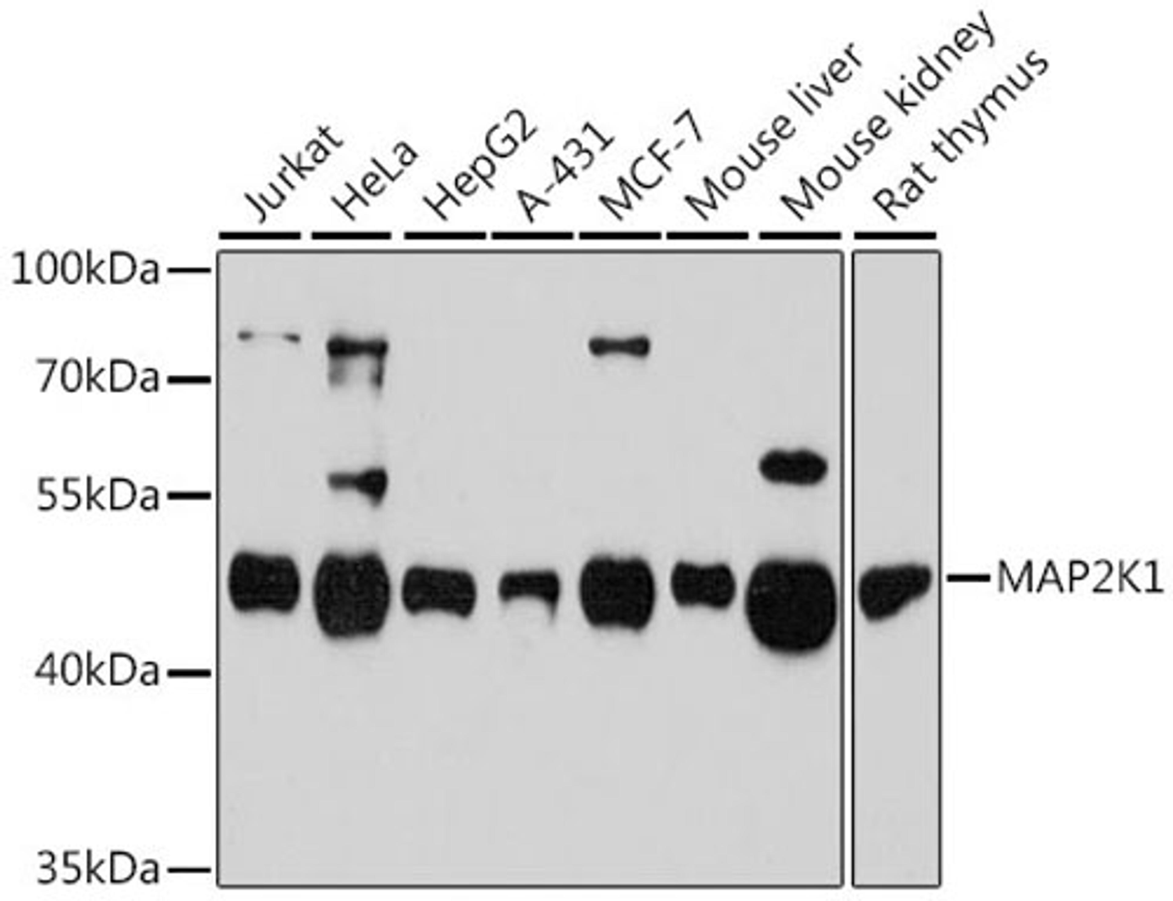 Western blot - MAP2K1 antibody (A12687)