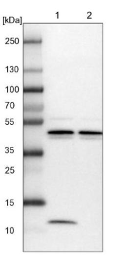 Western Blot: MYG1 Antibody [NBP1-81017] - Lane 1: NIH-3T3 cell lysate (Mouse embryonic fibroblast cells)<br/>Lane 2: NBT-II cell lysate (Rat Wistar bladder tumour cells)