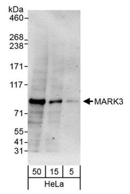 Detection of human MARK3 by western blot.