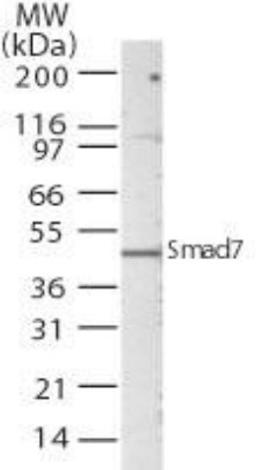 Western Blot: Smad7 Antibody [NBP2-24710] - Analysis using the Azide Free version of NBP2-24710. Detection of lysate from A549 cells probed with SMAD7 antibody at 5 ug/ml.