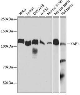 Western blot - KAP1 antibody (A19568)