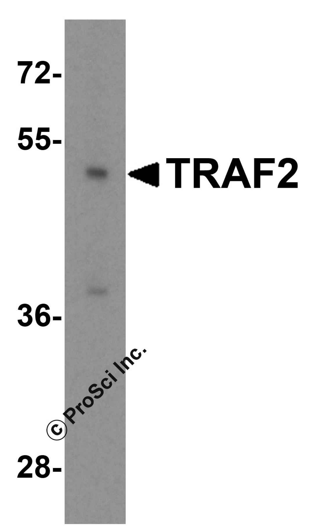 Western blot analysis of TRAF2 in mouse liver tissue lysate with TRAF2 antibody at 1 μg/mL.