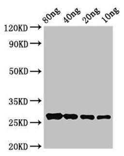 Western Blot. Positive WB detected in Recombinant protein. All lanes: OLE9 antibody at 2.8ug/ml. Secondary. Goat polyclonal to rabbit IgG at 1/50000 dilution. predicted band size: 27 kDa. observed band size: 27 kDa. 