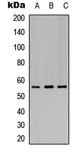 Western blot analysis of A549 (Lane 1), Raw264.7 (Lane 2), COS7 (Lane 3) whole cell lysates using Kir3.1 (Phospho-S185) antibody