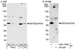 Detection of human and mouse eIF3H/EIF3S3 by western blot (h&m) and immunoprecipitation (h).