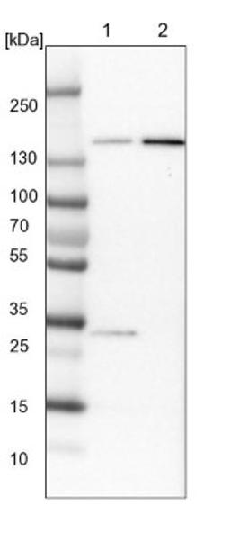 Western Blot: KIF1C Antibody [NBP1-85978] - Lane 1: NIH-3T3 cell lysate (Mouse embryonic fibroblast cells)<br/>Lane 2: NBT-II cell lysate (Rat Wistar bladder tumour cells)