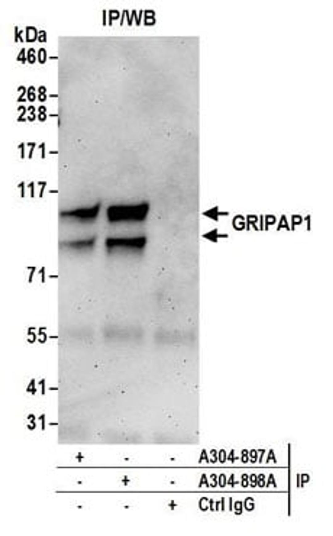 Detection of human GRIPAP1 by western blot of immunoprecipitates.