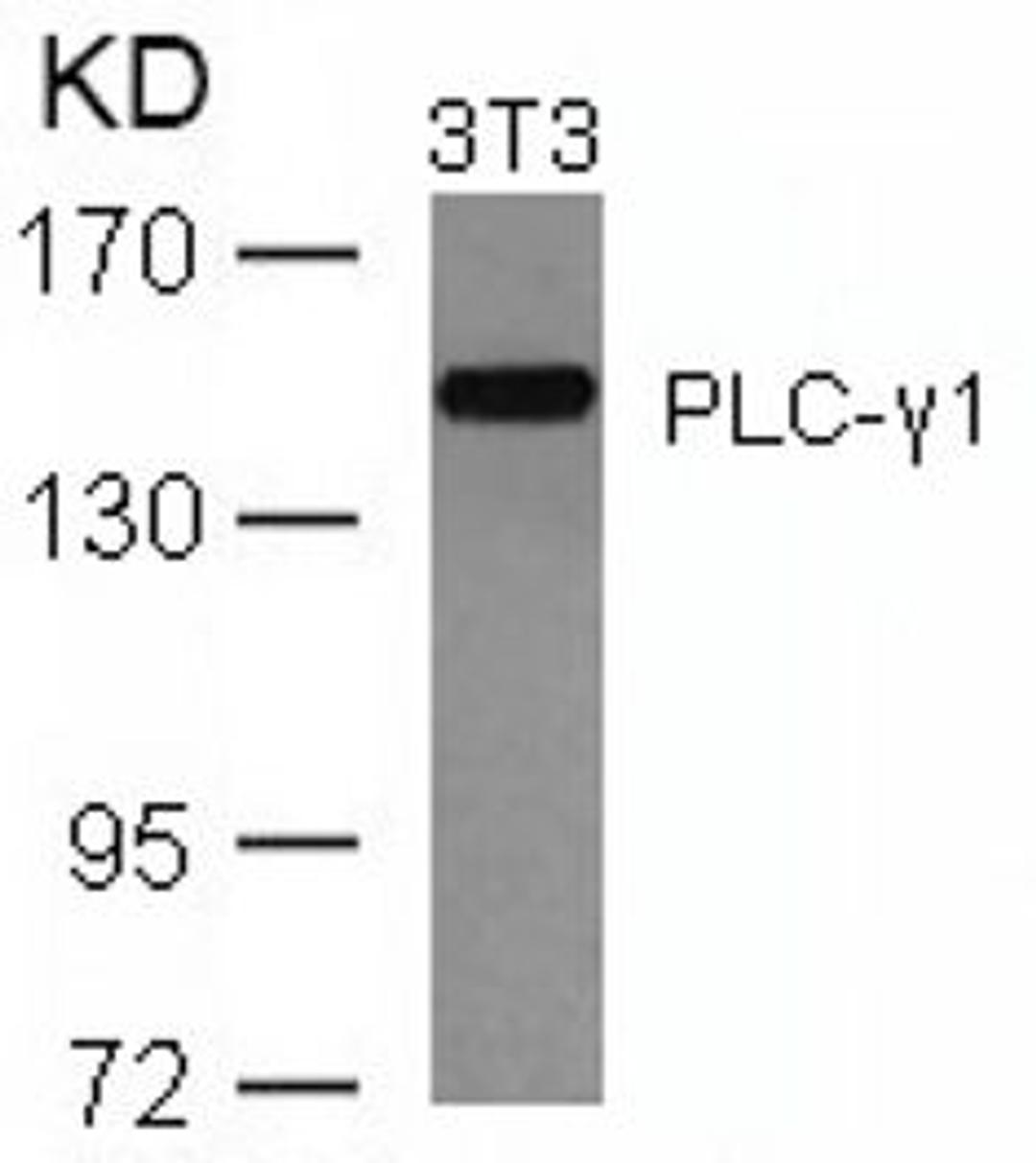 Western blot analysis of lysed extracts from 3T3 cells using PLC-&#947;1 (Ab-771).