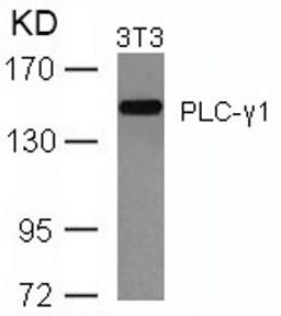 Western blot analysis of lysed extracts from 3T3 cells using PLC-γ1 (Ab-771).