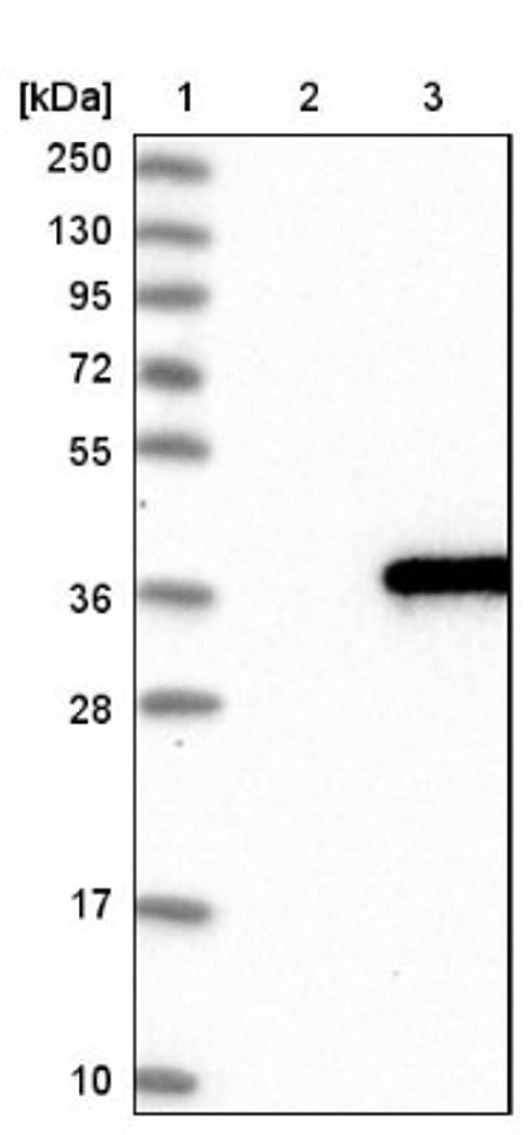 Western Blot: IQCK Antibody [NBP1-83486] - Lane 1: Marker [kDa] 250, 130, 95, 72, 55, 36, 28, 17, 10<br/>Lane 2: Negative control (vector only transfected HEK293T lysate)<br/>Lane 3: Over-expression lysate (Co-expressed with a C-terminal myc-DDK tag (~3.1 kDa) in mammalian HEK293T cells, LY407137)