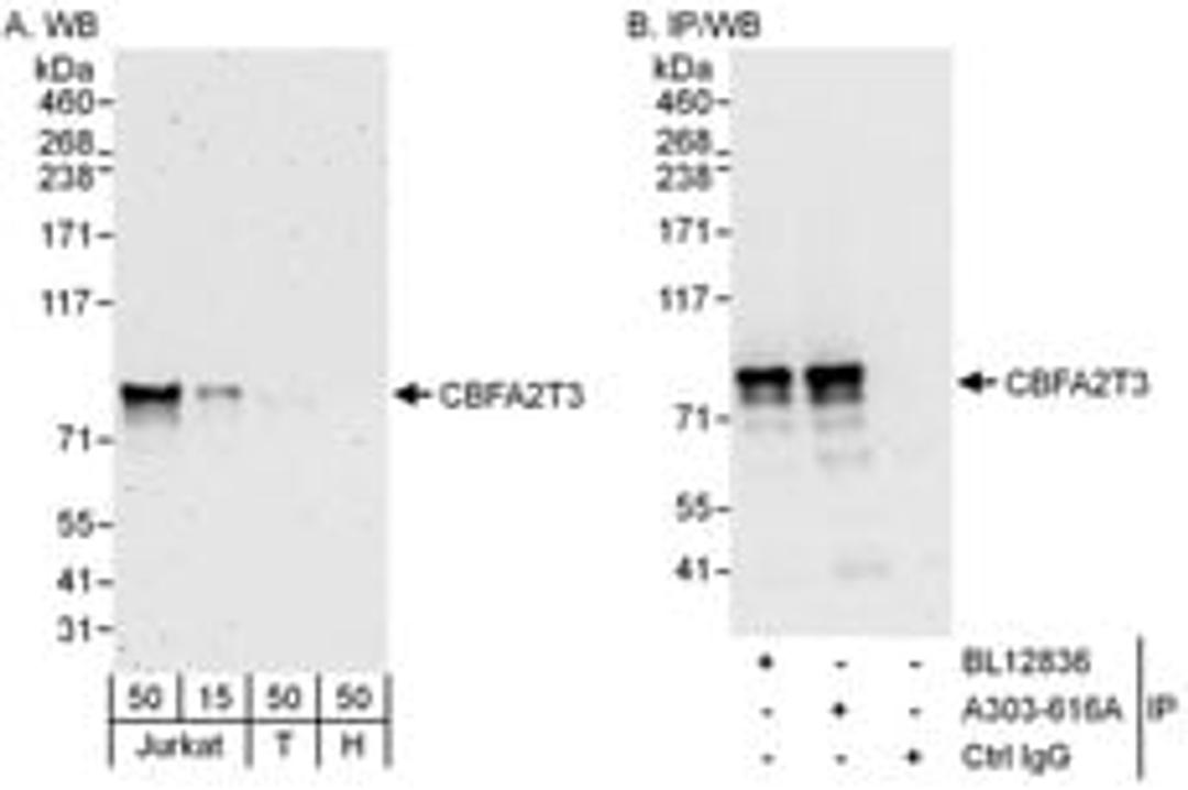 Detection of human CBFA2T3 by western blot and immunoprecipitation.