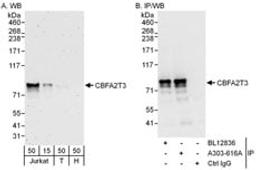 Detection of human CBFA2T3 by western blot and immunoprecipitation.