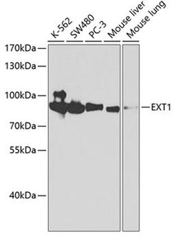 Western blot - EXT1 antibody (A2030)