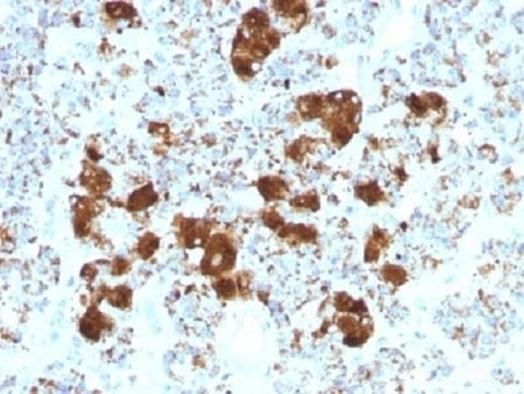 IHC testing of FFPE human pituitary gland with ACTH antibody (clone SPM501). Required HIER: steam sections in 10mM citrate buffer, pH6, for 10-20 min.