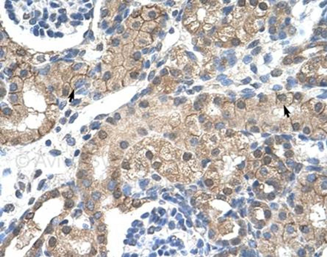 Immunohistochemical analysis of paraffin embedded and formalin fixed human kidney tissue using CHRNA2 antibody